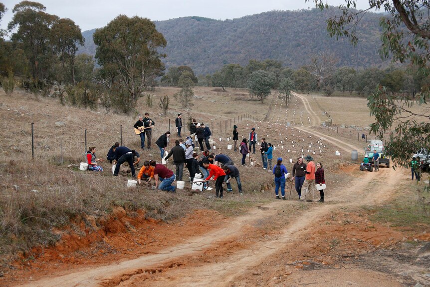 Dozens of people can be seen using pick axes to dig up the ground and plant little trees.