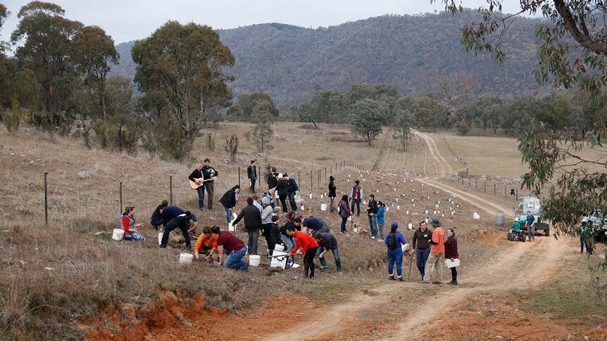 Dozens of people can be seen using pick axes to dig up the ground and plant little trees.