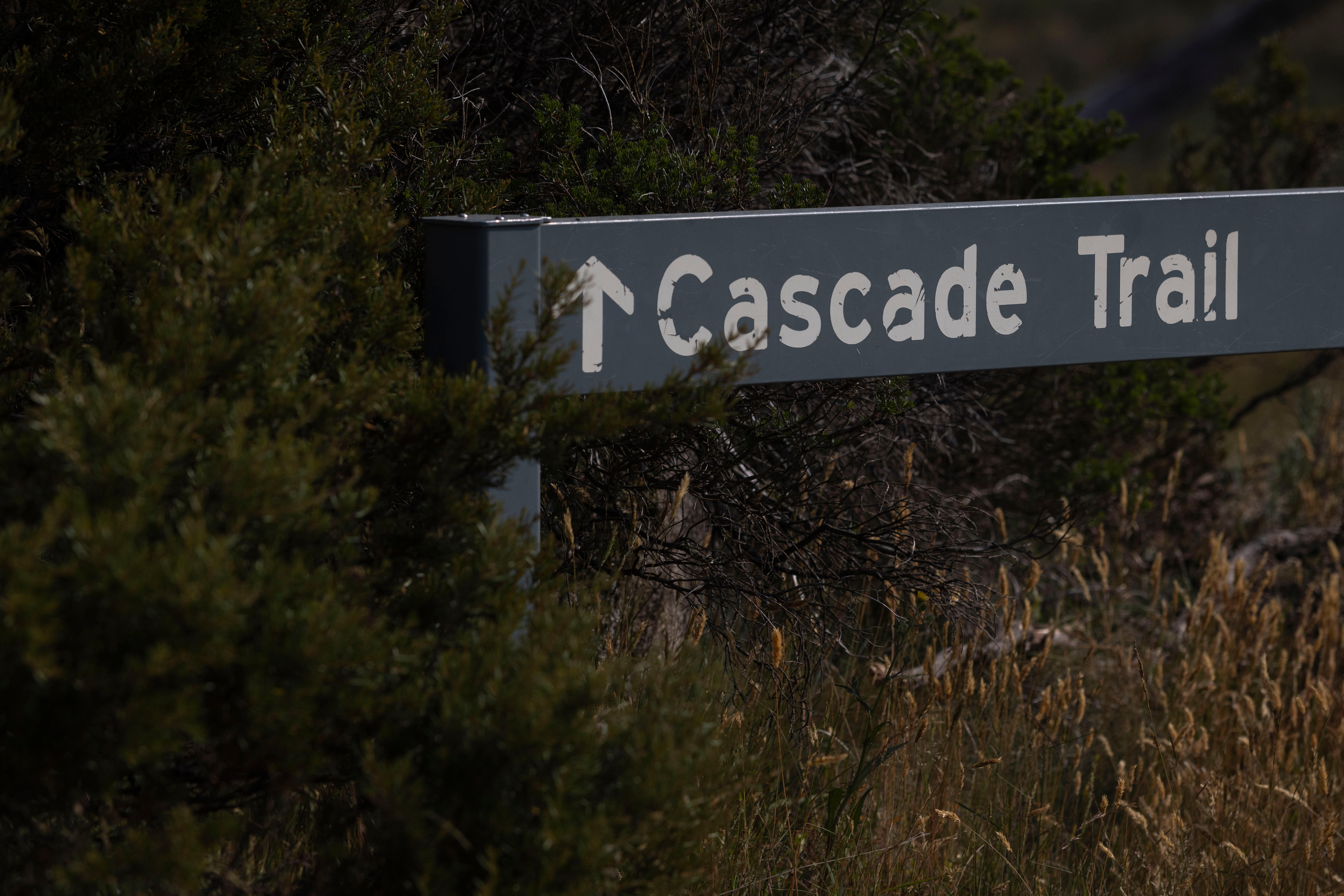 Um campo denso com uma placa de madeira.