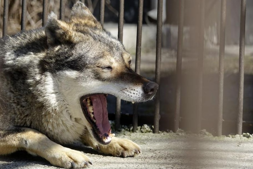 Wilk o imieniu Aquila siedzi w zoo w Radauti w Rumunii. 