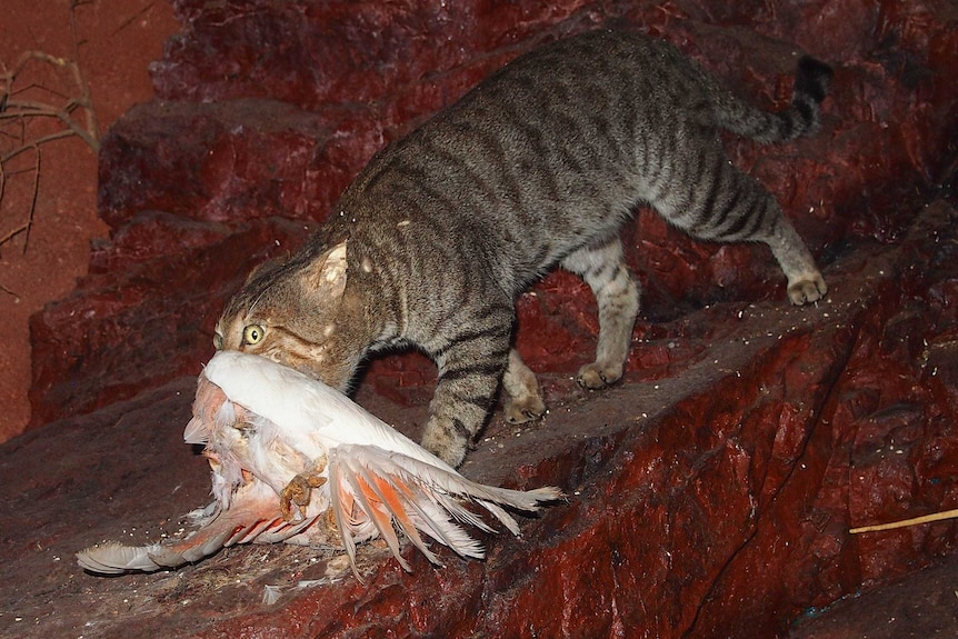 A feral cat with a galah in its mouth