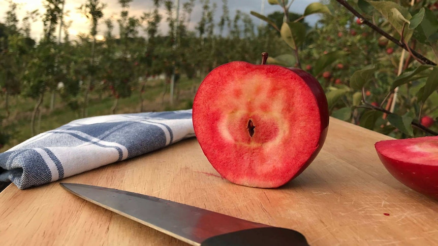 An apple cut in half, with bright red flesh sits on a chopping board in the middle of an apple orchard.