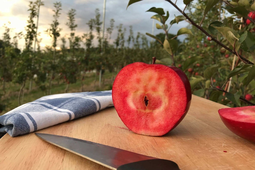 An apple cut in half, with bright red flesh sits on a chopping board in the middle of an apple orchard.