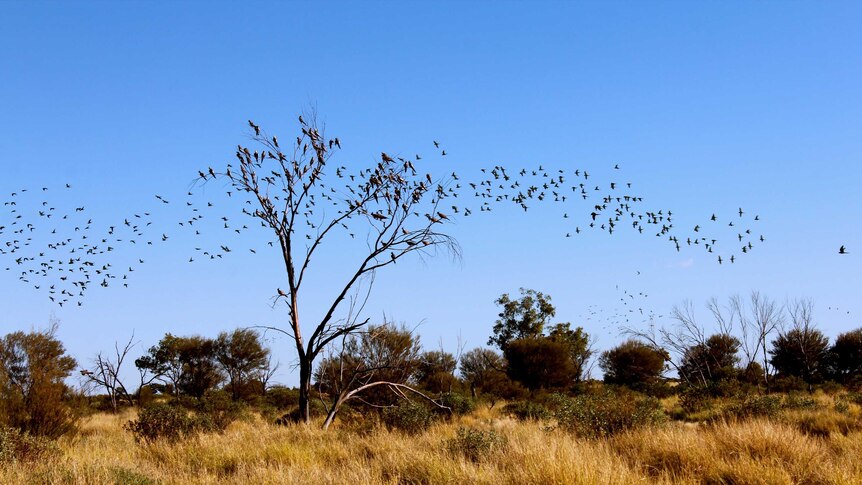 A large flock of birds flies through the outback sky making a wave-like formation.