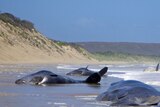 Twenty-two sperm whales were found dead but rescuers say there is hope for the last surviving one.