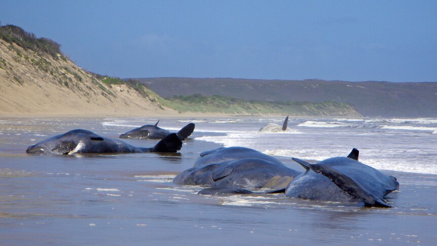 The sperm whales beached themselves on Saturday.