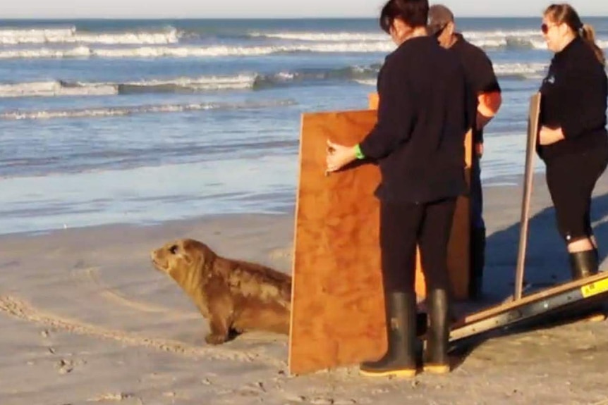 Elmo is coaxed back to the sea