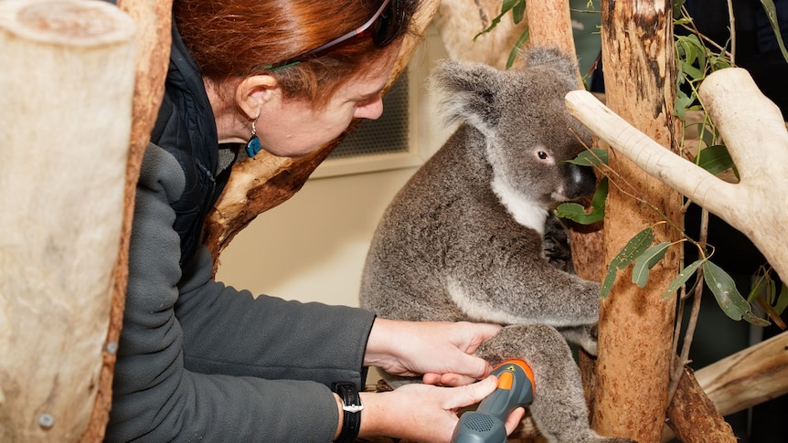 A woman takes the temperature of a sick koala on a tree in an outside pen.