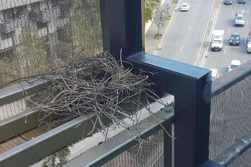 Crows are building their nests on manmade structures in suburbia.