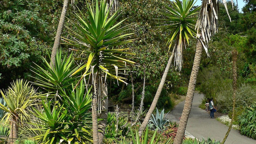 People walk past yucca plants in a public garden.