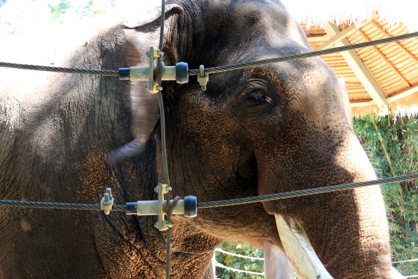 Asian Elephant Putra Mas close up at Perth Zoo.