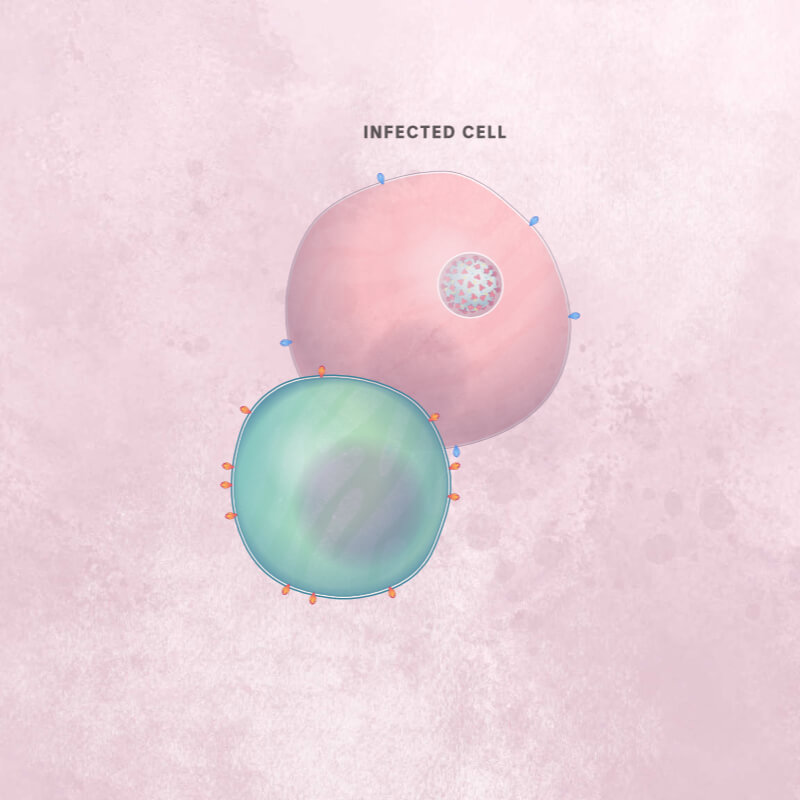 A green T cell attaches to a pink cell infected with a coronavirus particle.