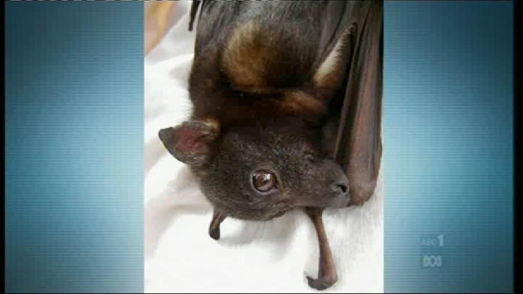 Bat warning as lyssavirus threat ramps up - ABC News