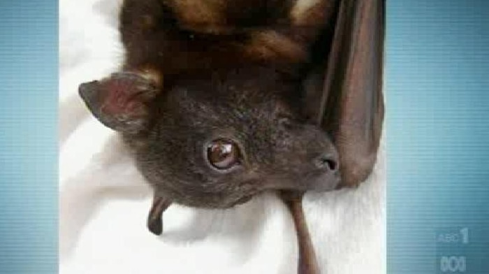Infected bat