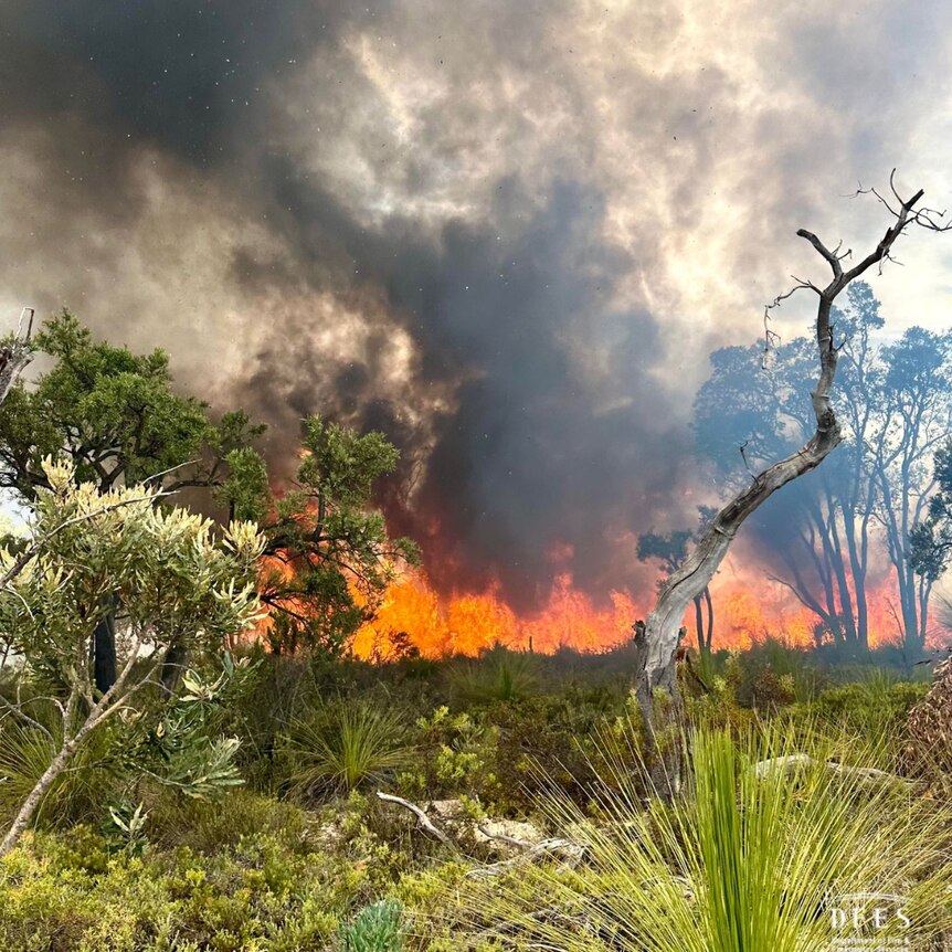 Flames from a bushfire in Bindoon