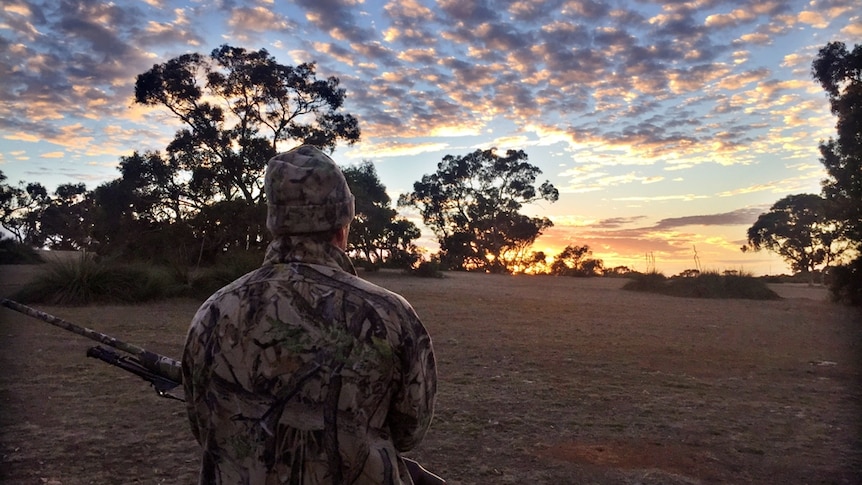 A man in silhouette stalks deer on the farm of Geoff and Lee Williams, South Australia, 2016