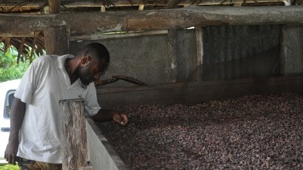 Person looks at bin of cocoa beans in hut on Malekula island of Vanuatu before Cyclone Pam