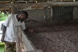 Person looks at bin of cocoa beans in hut on Malekula island of Vanuatu before Cyclone Pam