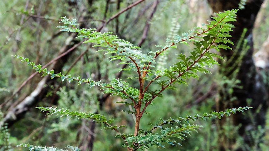 Small green plant with seratted leaves and forest behind
