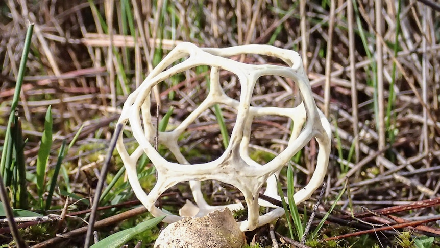 Smooth Cage fungi