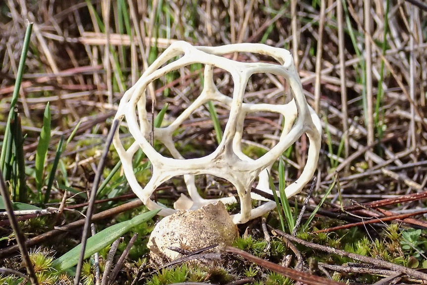 Smooth Cage fungi