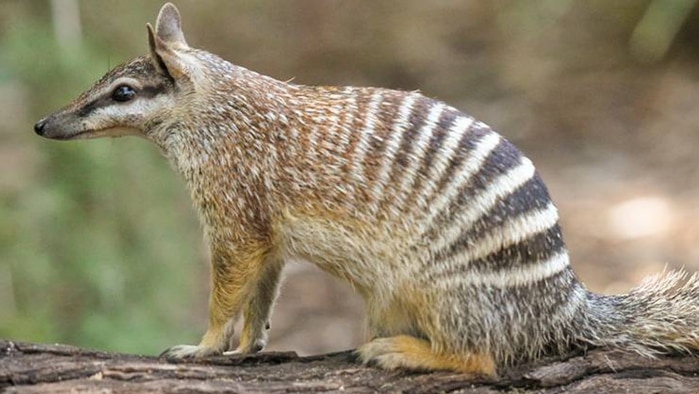 Australia's numbat population has dropped to about 1,000.