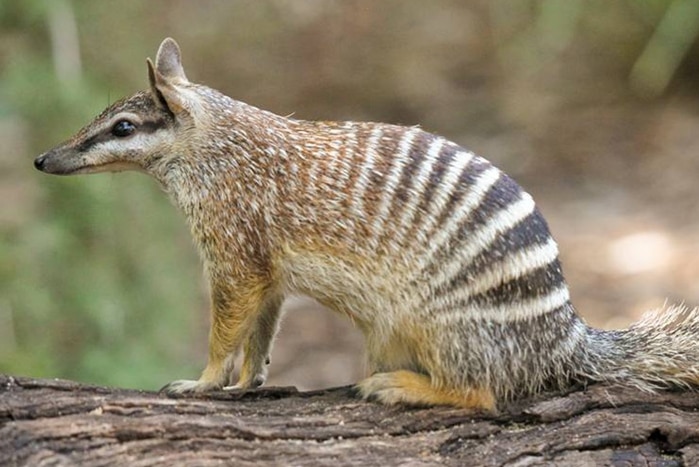 Numbat at Perth zoo