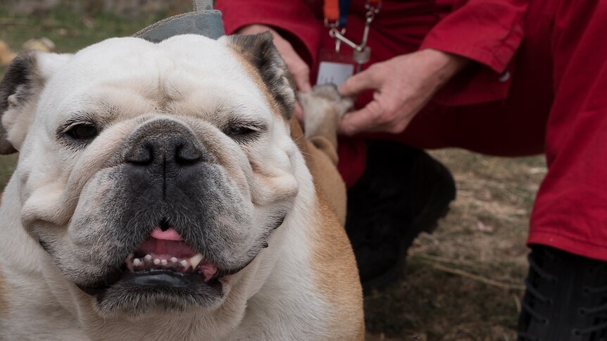Ruby the British bulldog has her paws checked for damage by Dr Rachel Westcott.