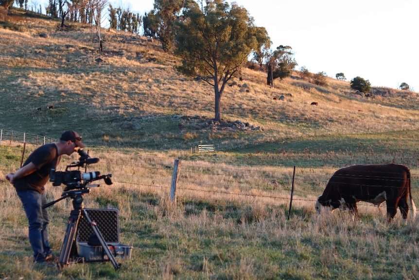 Cameraman filming cow grazing.