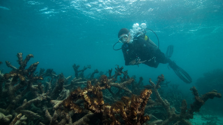 A diver passes over coral covered in slime and dying.