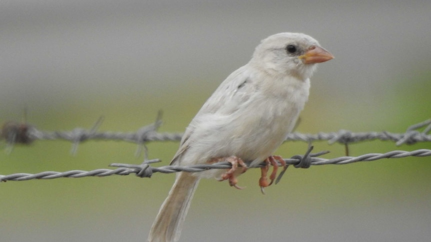 A white bird perched on barbed wire.