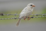 A white bird perched on barbed wire.