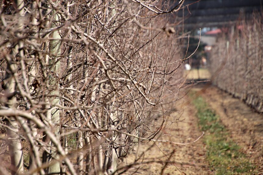 Dormant apple trees with no leaves on Joanne Fahey's orchard.