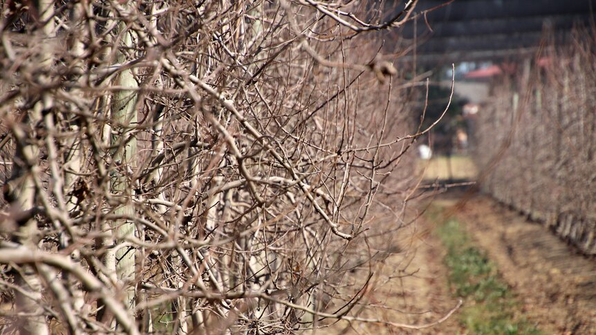 Dormant apple trees with no leaves on Joanne Fahey's orchard.