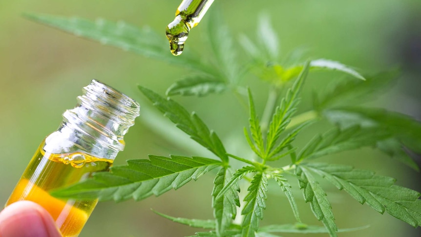 A bottle of CBD oil in front of a backdrop of cannabis plants.