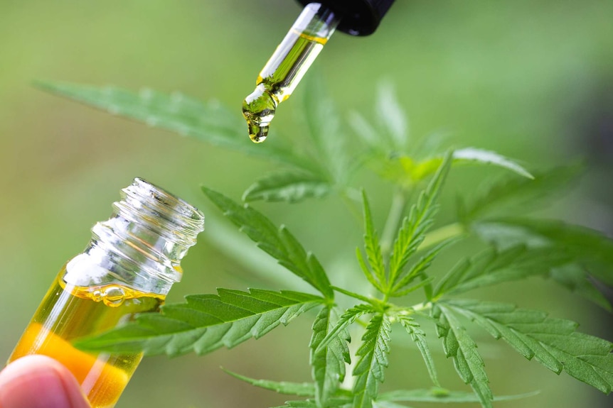 A bottle of CBD oil in front of a backdrop of cannabis plants.