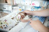 A very small baby lies in a bassinet in hospital, holding her mother's finger.