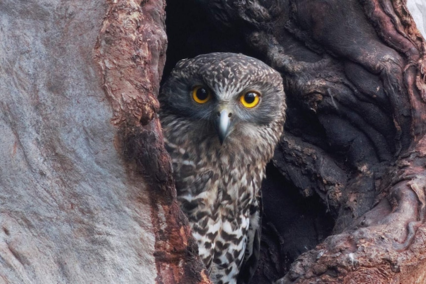 Juvenile owl looks out from tree hole
