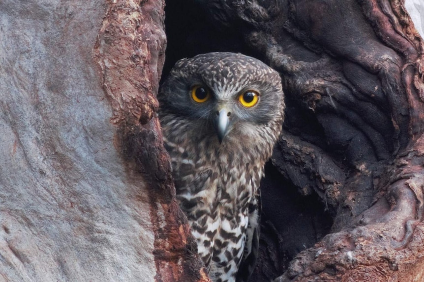 A Powerful Owl junvenile looks out from a tree hollow