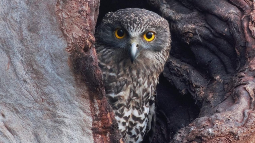 A Powerful Owl junvenile looks out from a tree hollow