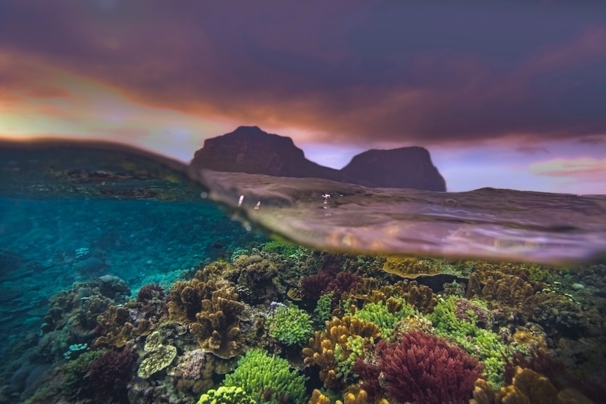 Underwater coral with a view above water to Lord Howe Island's peaks.