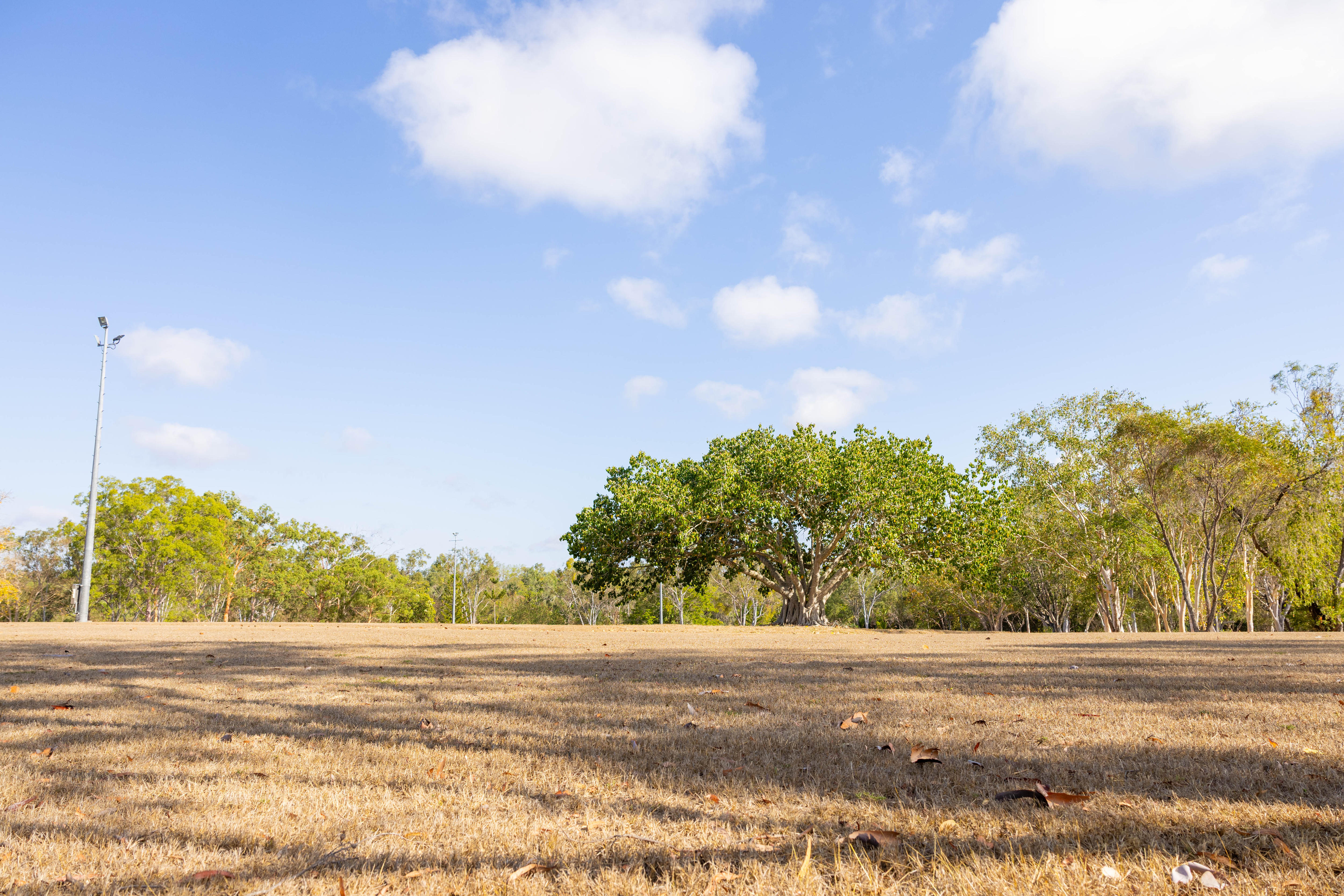 Área gramada com árvores ao fundo e luz.
