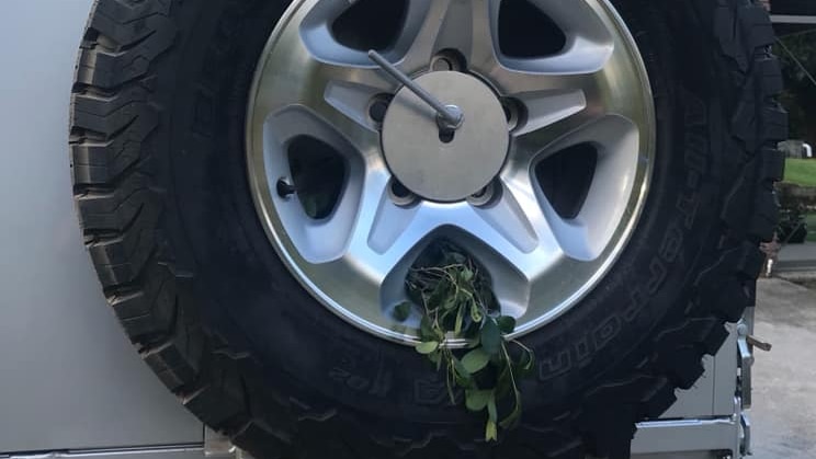 A spare tyre on the back of a vehicle reveals a small nest of leaves