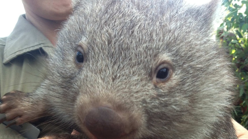 Ringo the orphaned wombat at Wild Life Sydney Zoo