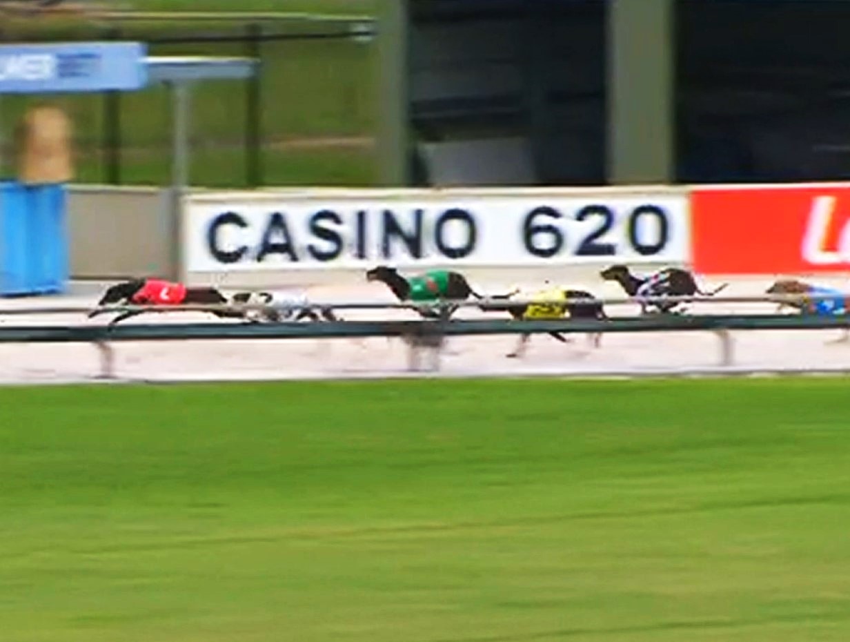 Lifetime greyhound industry ban for breeder after dogs found bashed to ...