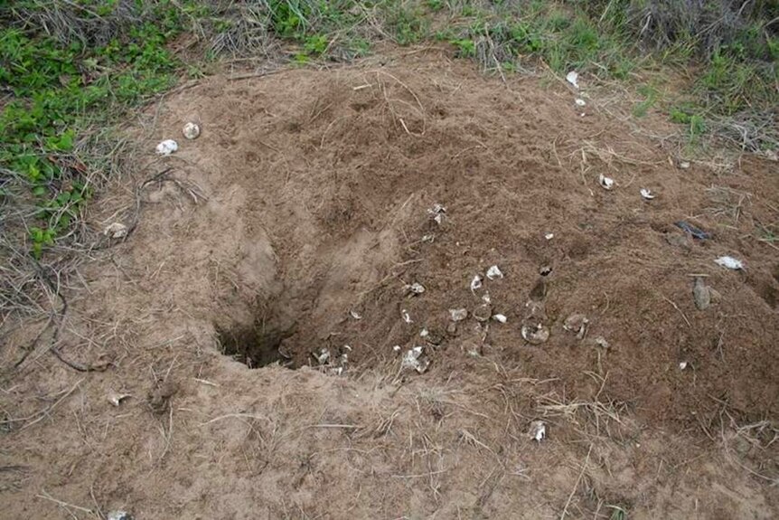 A turtle nest at Mon Repos destroyed by foxes.