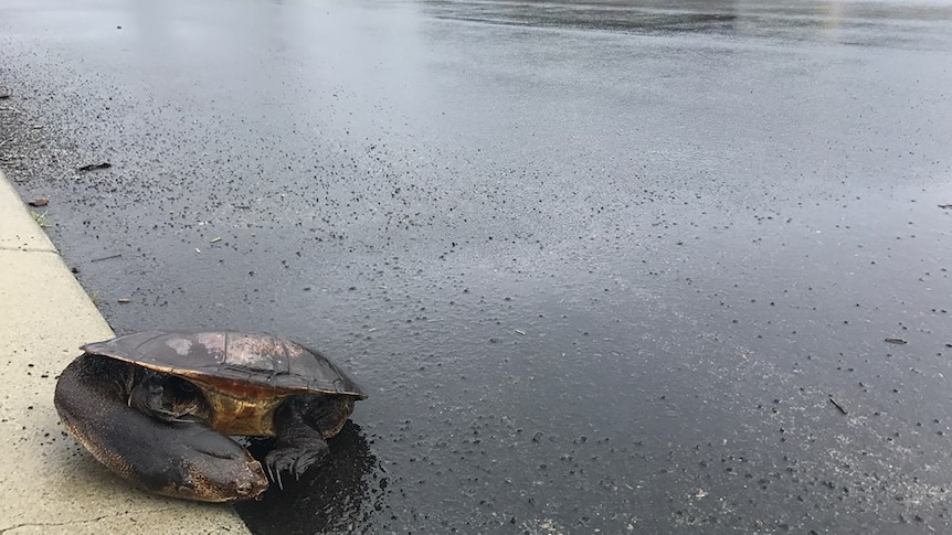 An injured turtle on the side of a suburban street
