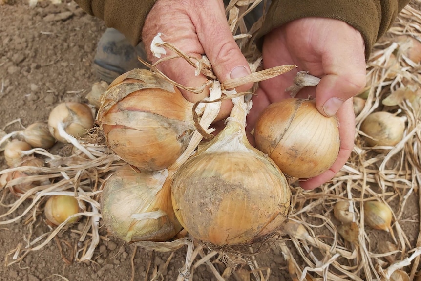 two hands hold out four onions ready for harvest in a paddock