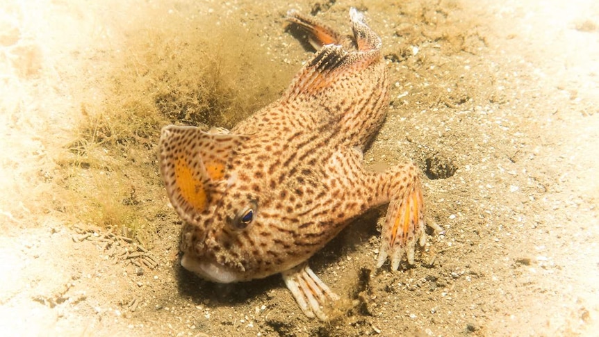 Critically endangered Spotted Handfish spotted in the River Derwent