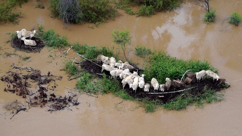 Sheep gather on an outpost of dry ground outside Moree